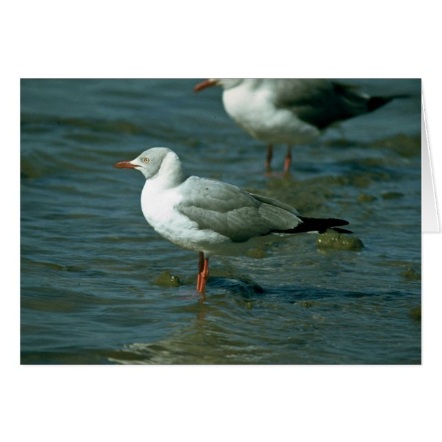 Greyhead Gull Hälsningskort (Framsidan Horizontal)
