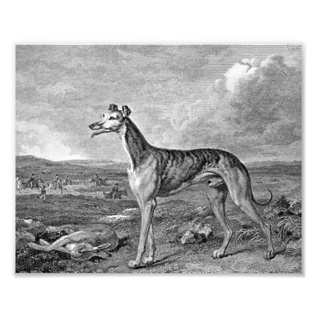 Greyhound Black and White Illustration Fototryck (Framsidan)