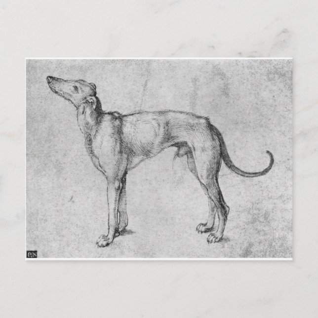 Greyhound by Albrecht Durer Vykort (Framsida)