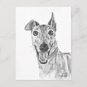 Greyhound Closeup Teckning Vykort