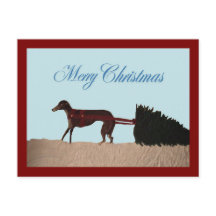 Greyhound drar en julgran genom snö