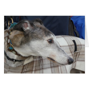 Greyhound-fotokort OBS Kort