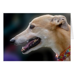 Greyhound-fotokort OBS Kort