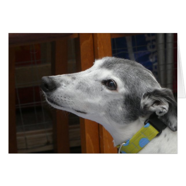 Greyhound-fotokort OBS Kort (Framsidan Horizontal)