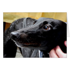 Greyhound-fotokort OBS Kort