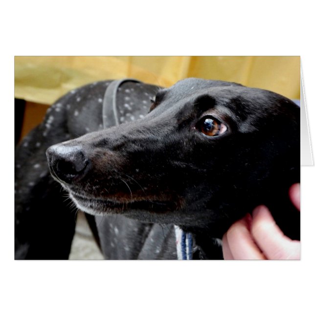 Greyhound-fotokort OBS Kort (Framsidan Horizontal)