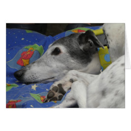 Greyhound-fotokort OBS Kort