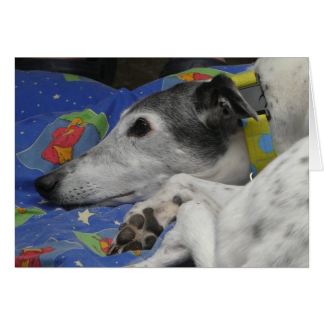 Greyhound-fotokort OBS Kort (Framsidan Horizontal)