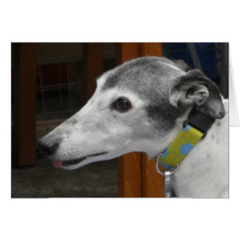 Greyhound-fotokort OBS Kort