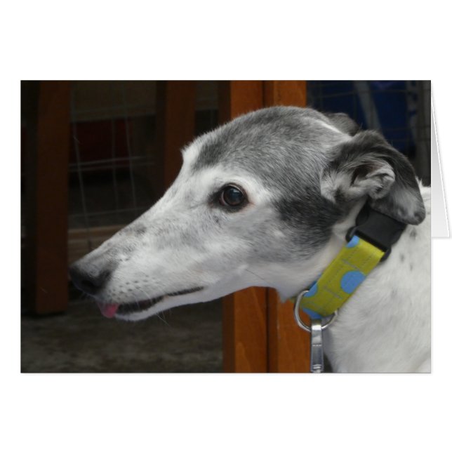 Greyhound-fotokort OBS Kort (Framsidan Horizontal)