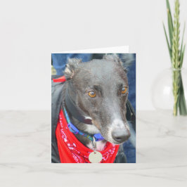 Greyhound-fotokort (p290) kort