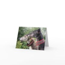 Greyhound-fotokort (p343)