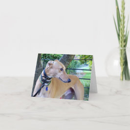 Greyhound-fotokort (p9) kort