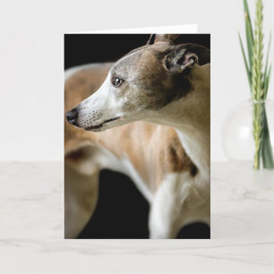 Greyhound Hund-hälsningskort Kort