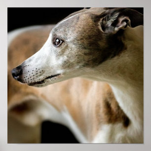 Greyhound Hund Poster