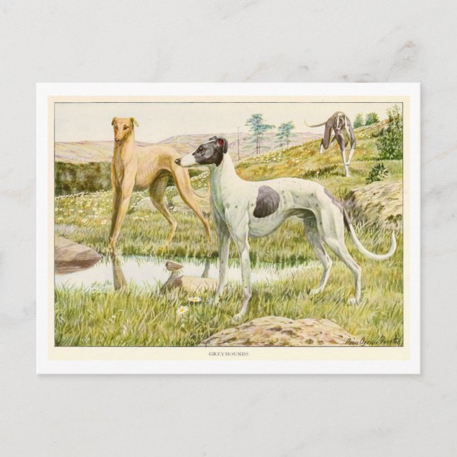 Greyhound Hundar vykort (Framsida)