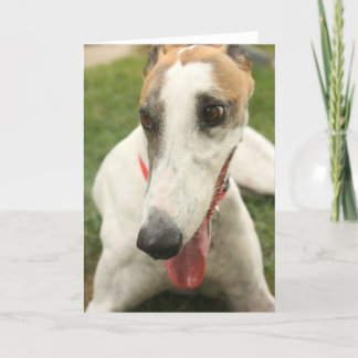 Greyhound Kort