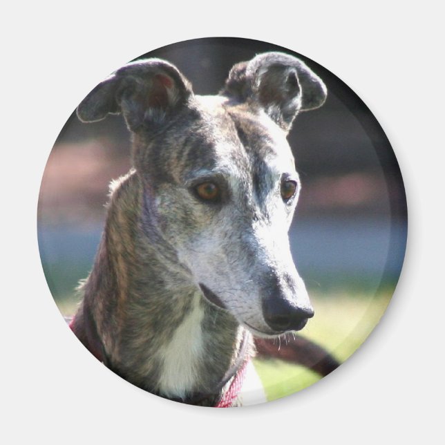 Greyhound magnet (Framsidan)