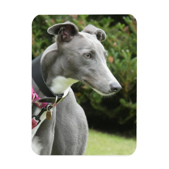 Greyhound magnet of a blue greyhound (Vertikal)