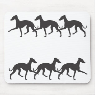 Greyhound Musmatta