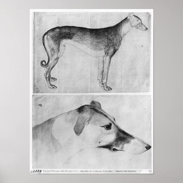 Greyhound och huvud av greyhound poster (Framsidan)