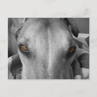 Greyhound Ögon Vykort