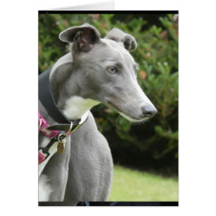 Greyhound photocard OBS kort