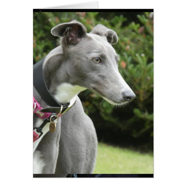 Greyhound photocard OBS kort (Framsidan)