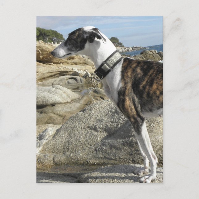 Greyhound Photographic Postcard Vykort (Framsida)