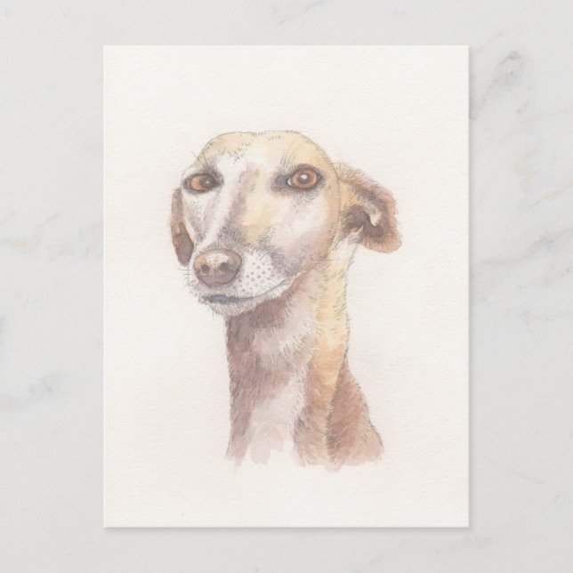 Greyhound porträtt vykort (Framsida)