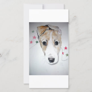 Greyhound Puppy