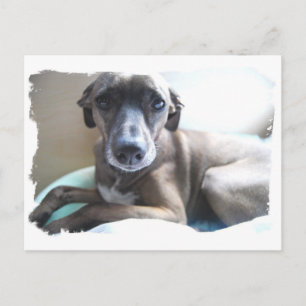 Greyhound Puppy-vykort Vykort