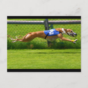 Greyhound Tävla Vykort