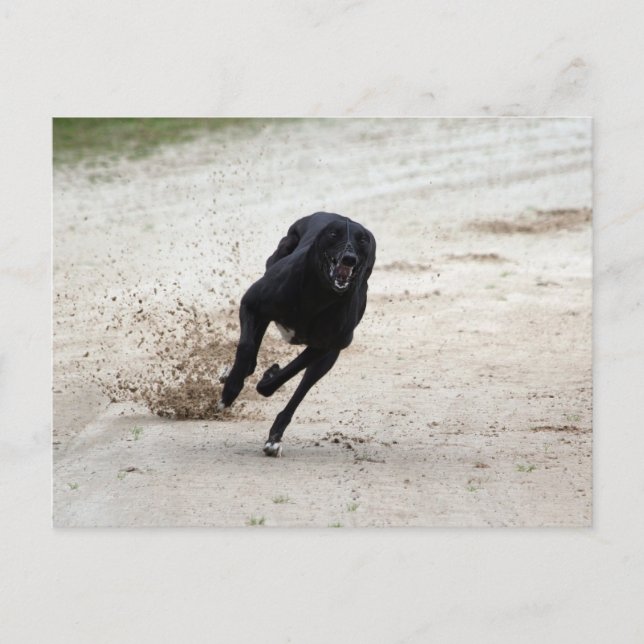 greyhound tävling vykort (Framsida)