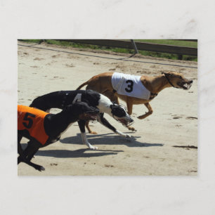 greyhound tävling vykort