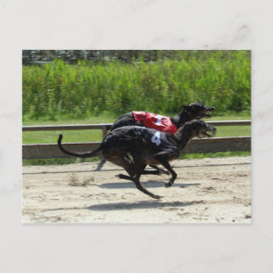 greyhound tävling vykort
