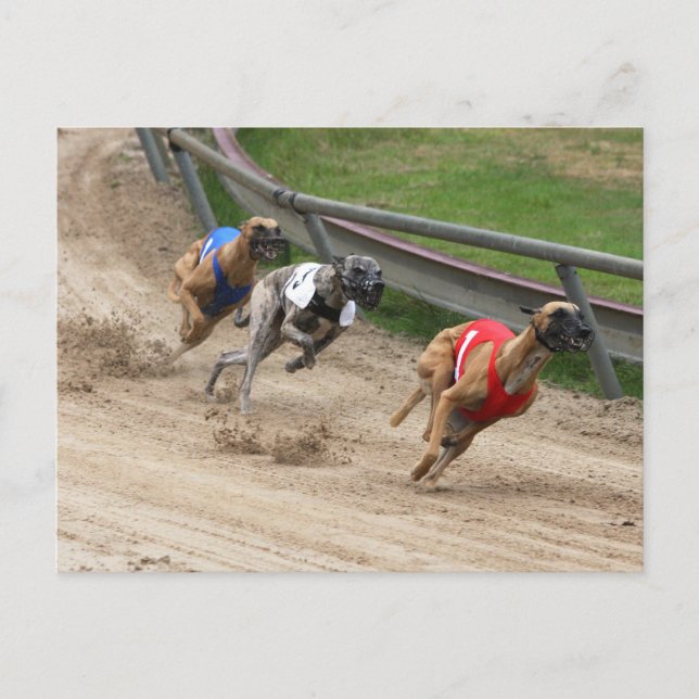 greyhound tävling vykort (Framsida)