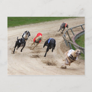 greyhound tävling vykort