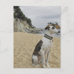 Greyhound vykort