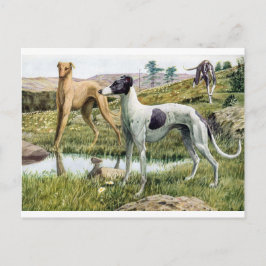 Greyhound Vykort