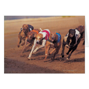 Greyhounds-tävla på spår hälsningskort