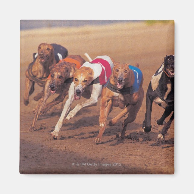 Greyhounds-tävla på spår magnet (Framsidan)
