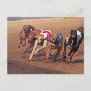 Greyhounds-tävla på spår vykort