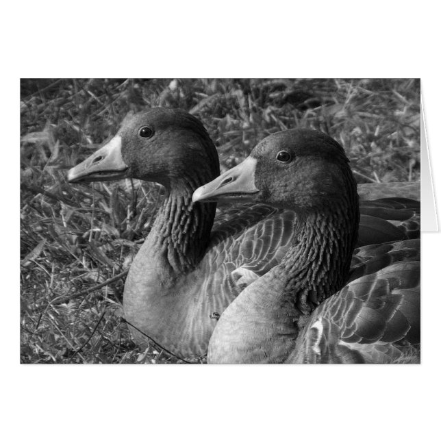 Greylag Geese B&W Hälsningskort (Framsidan Horizontal)