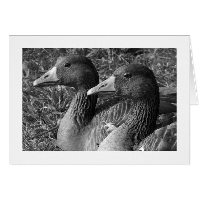 Greylag Geese B&W (vid gränsen) Hälsningskort (Framsidan Horizontal)