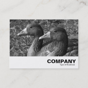 Greylag Geese B&W Visitkort