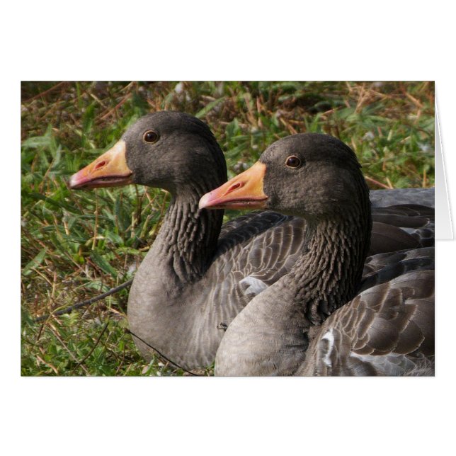 Greylag Geese Hälsningskort (Framsidan Horizontal)