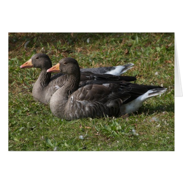 Greylag Geese Hälsningskort (Framsidan Horizontal)