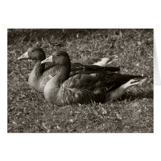 Greylag Geese (Sepia) Hälsningskort (Framsidan Horizontal)