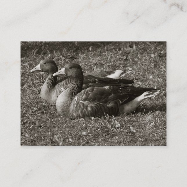 Greylag Geese (Sepia) Visitkort (Framsida)